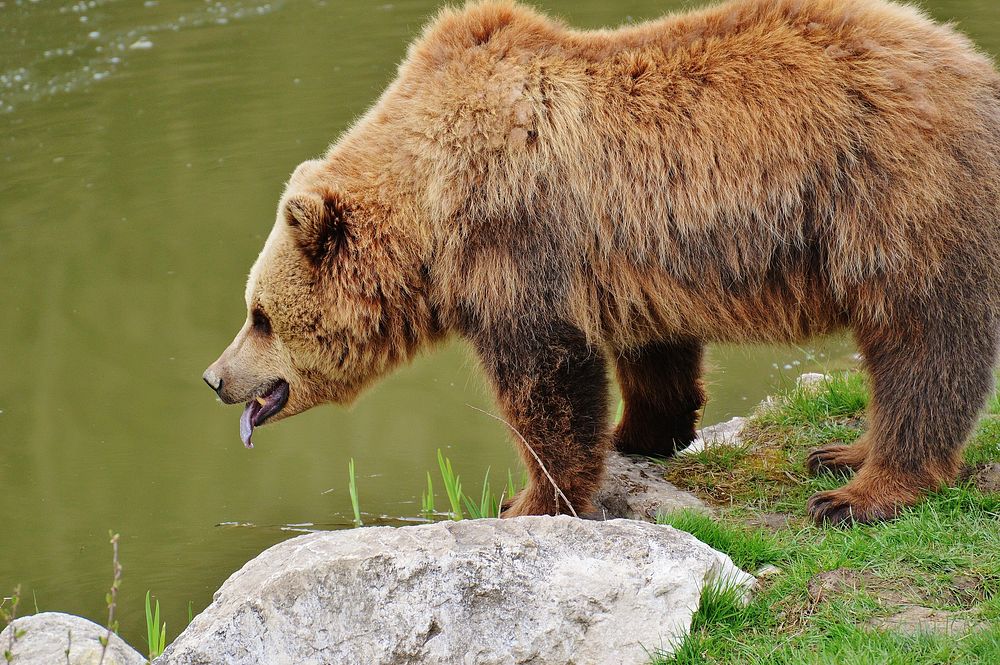 Brown bear. Free public domain CC0 photo.