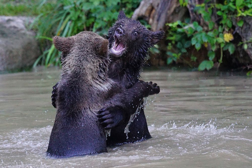 Bears playing with each other. Free public domain CC0 photo.