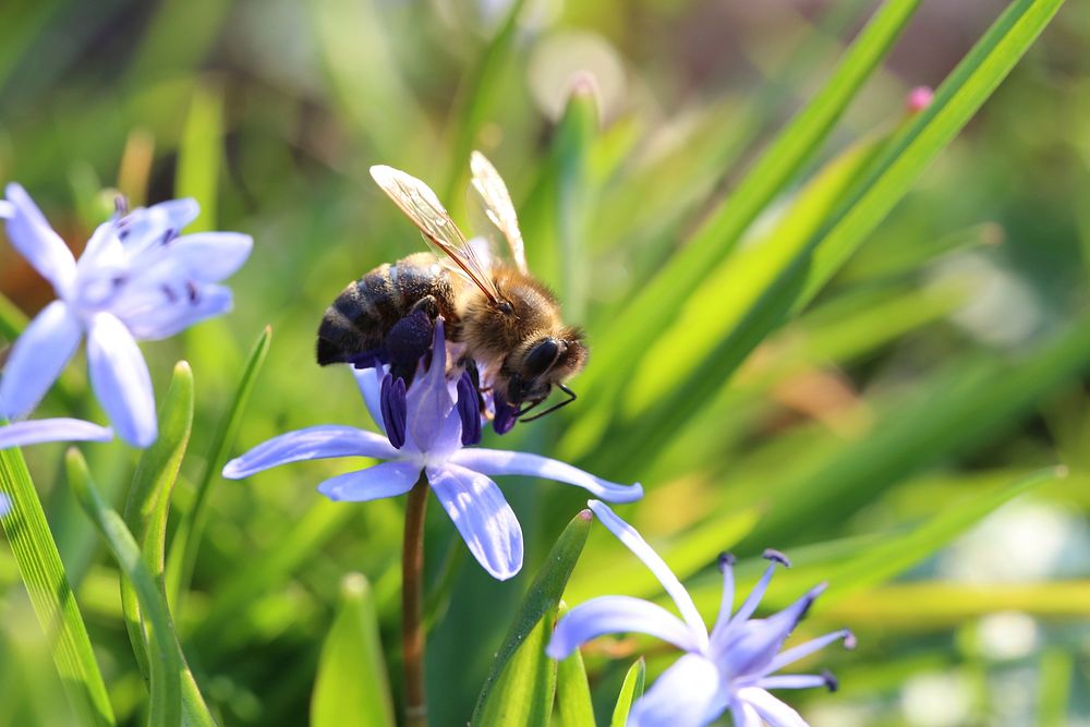 Bee and blue flower background. Free public domain CC0 photo.