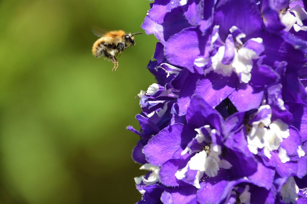 Bumblebee and purple flower background. Free public domain CC0 image.