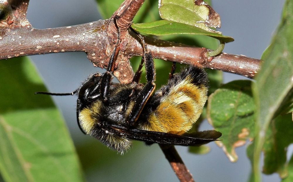 Bee on small branch. Free public domain CC0 photo.