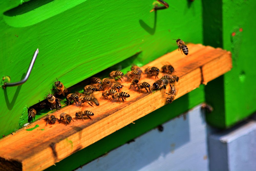 Bee on wood. Free public domain CC0 photo.