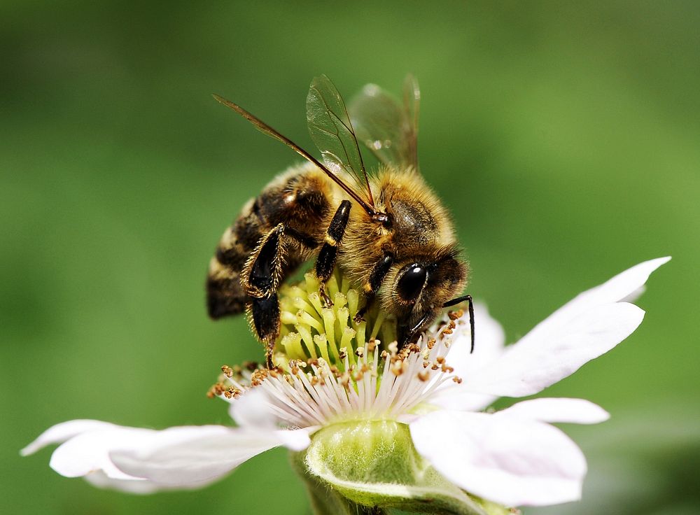 Honeybee and white flower background. Free public domain CC0 photo.