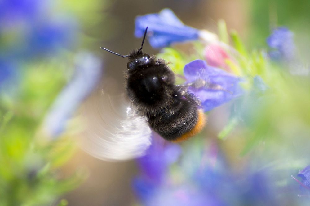 Bumblebee and purple flower background. Free public domain CC0 photo.