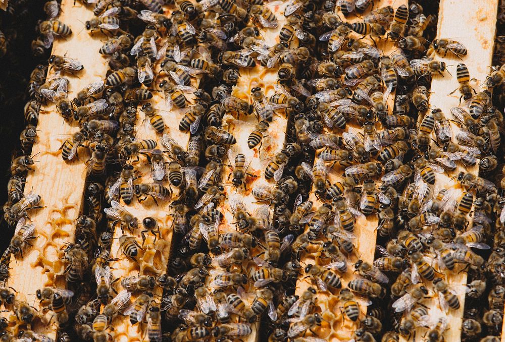 Bee nest. Free public domain CC0 photo.