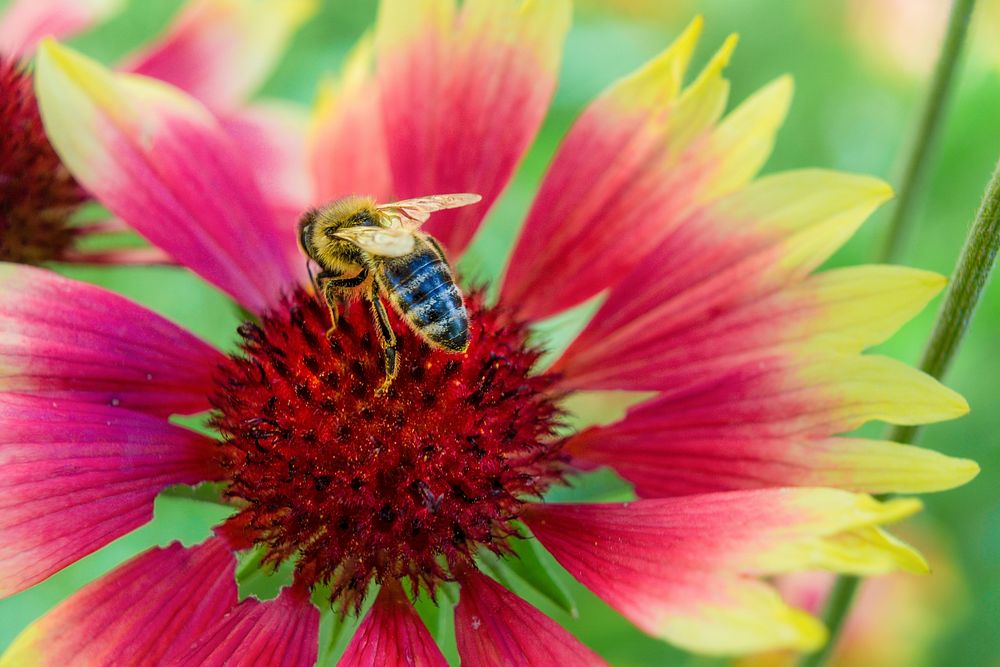 Bee and pink flower background. Free public domain CC0 image.