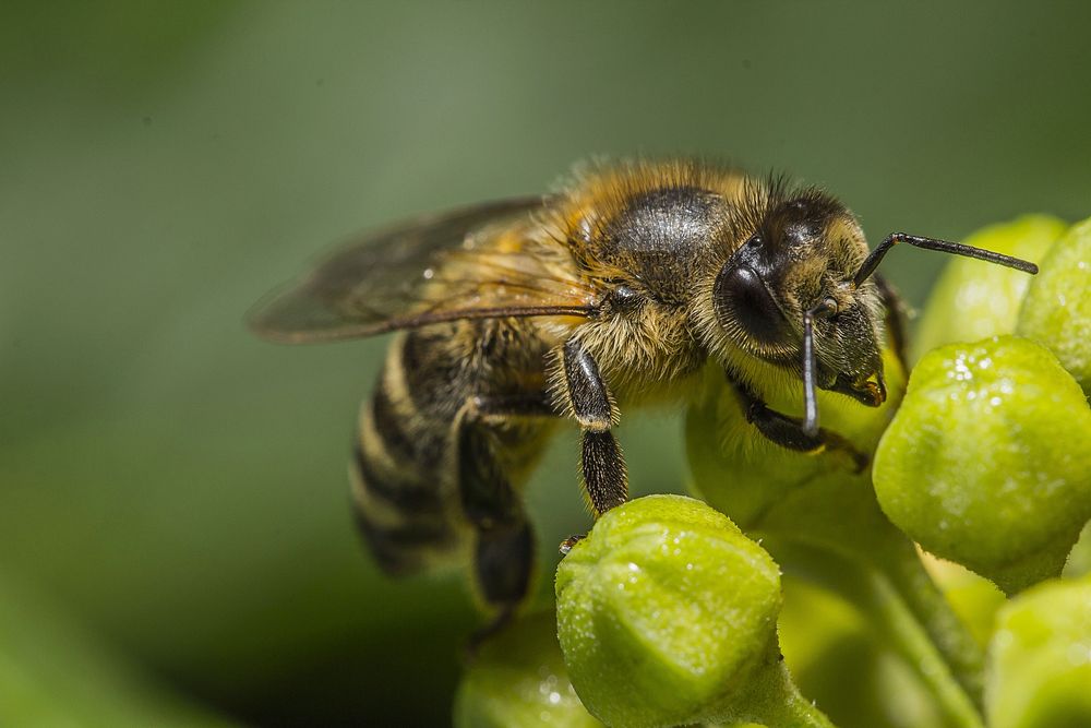 Honeybee and flower bud background. Free public domain CC0 image.