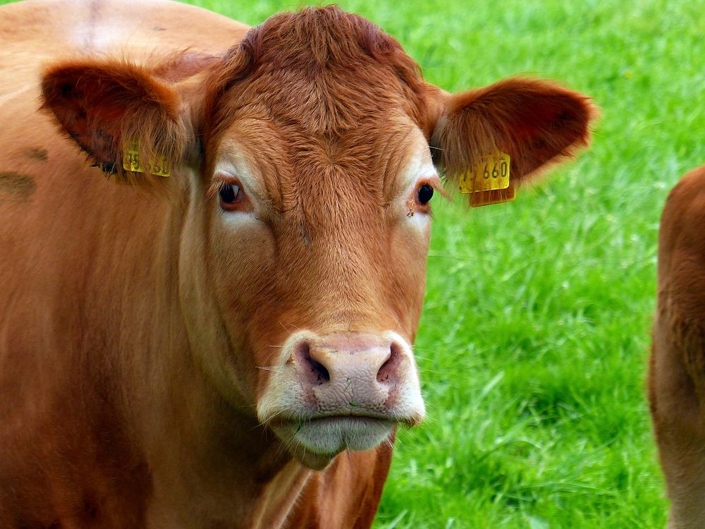 Red cow's face closeup, livestock animal image. Free public domain CC0 photo.