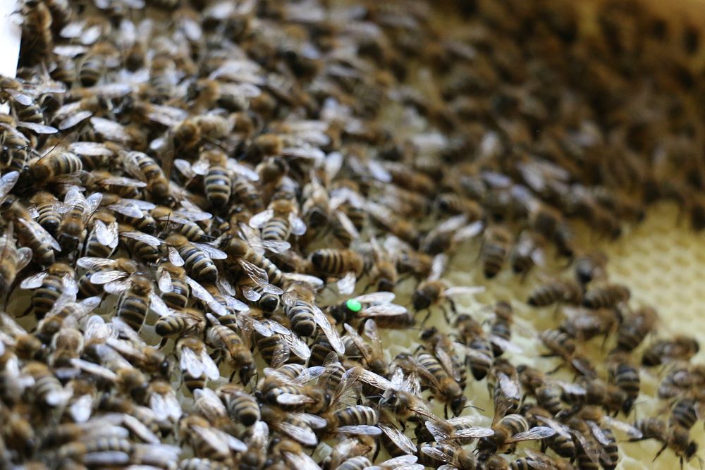 Bee nest. Free public domain CC0 photo.