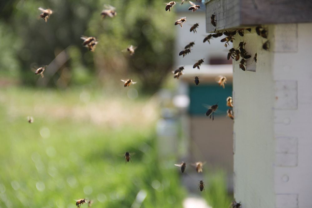 Bee photo. Free public domain CC0 image.