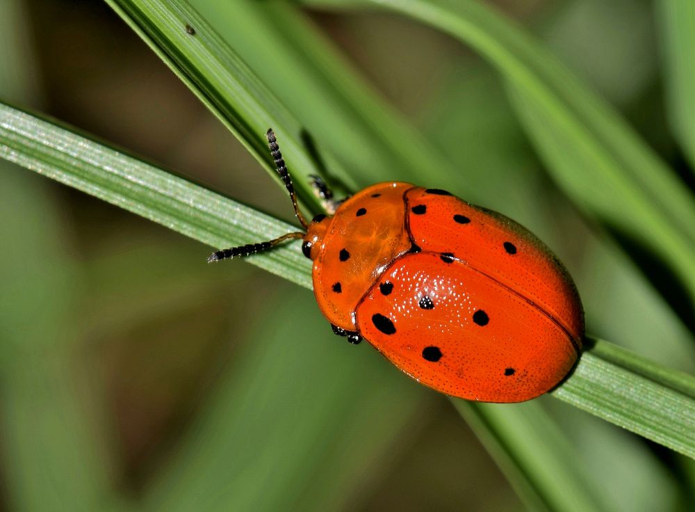 Ladybird insect. Free public domain CC0 photo.