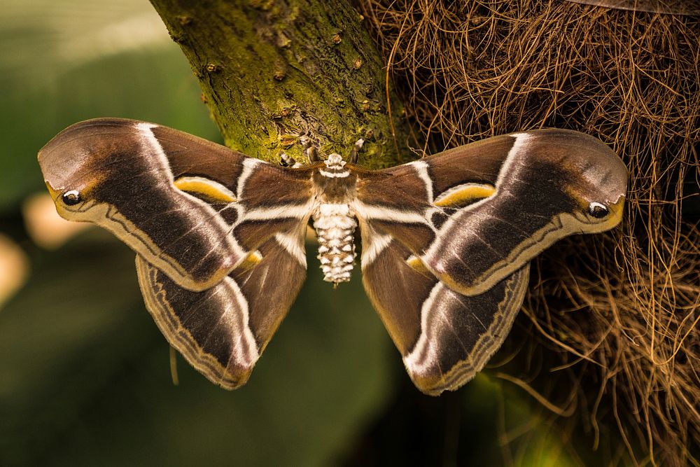 Butterfly in nature. Free public domain CC0 photo.