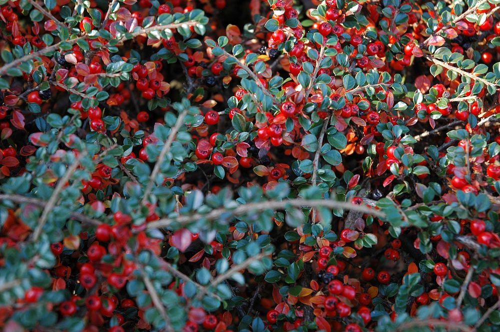 Cotoneaster berries growing on tree. Free public domain CC0 image.