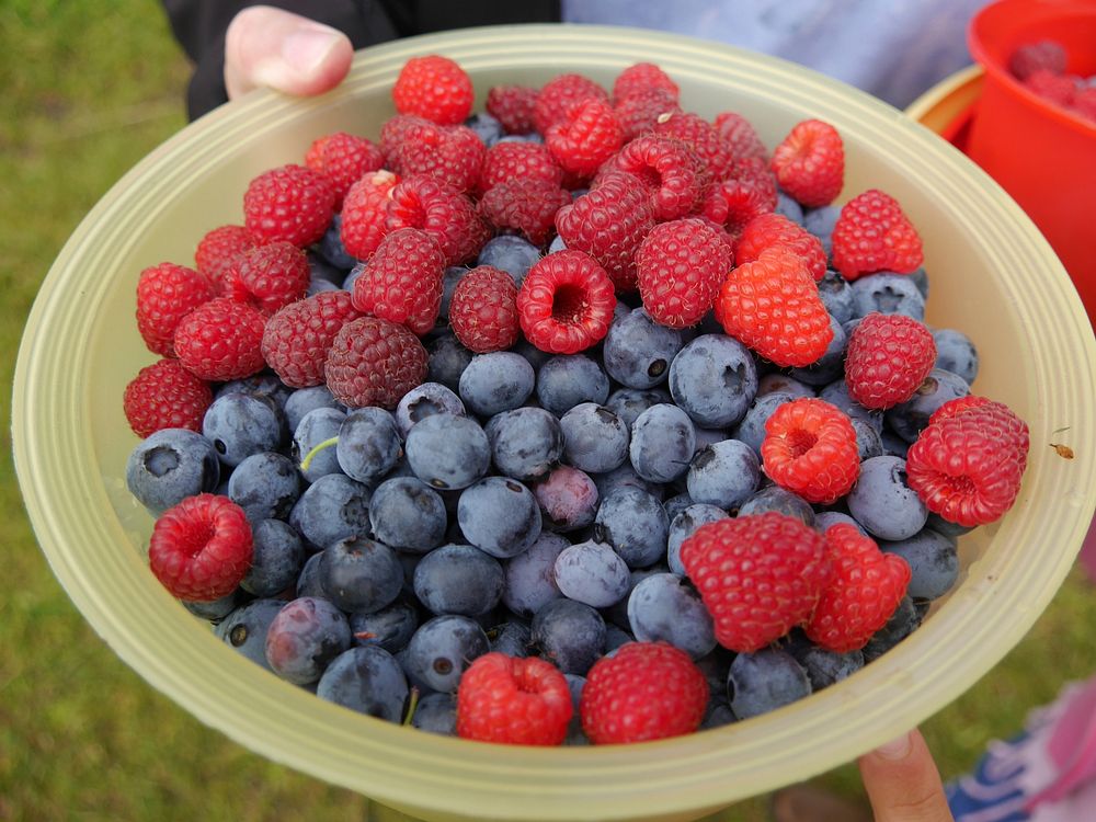 Closeup on mix of berries in bowl. Free public domain CC0 image.