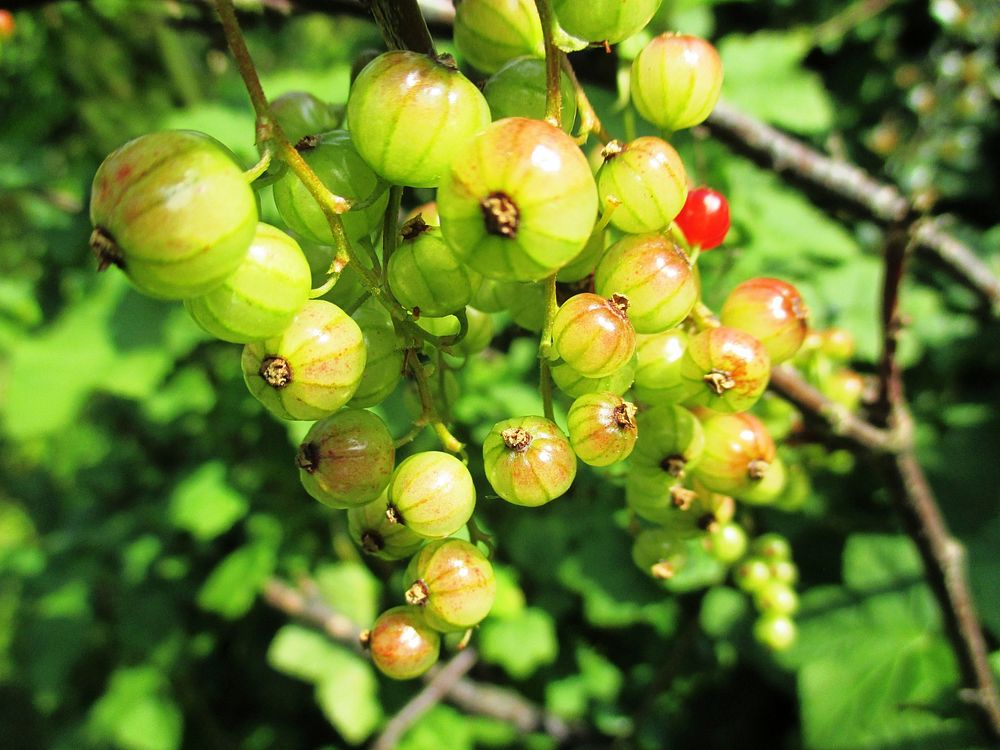 Closeup on unripe currant berries. Free public domain CC0 photo.