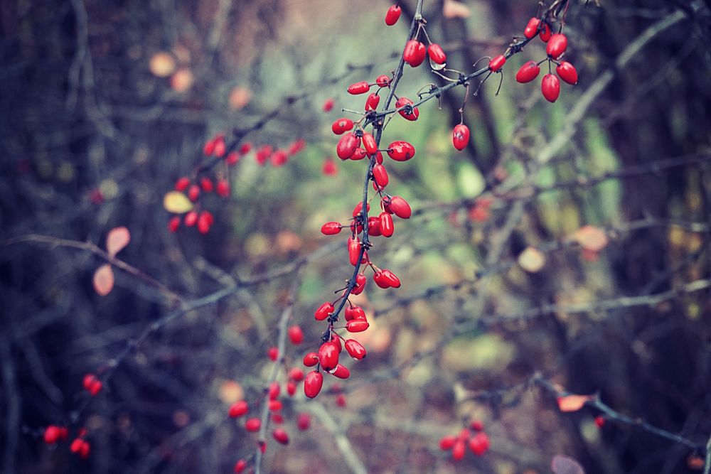 Red berry background. Free public domain CC0 photo.
