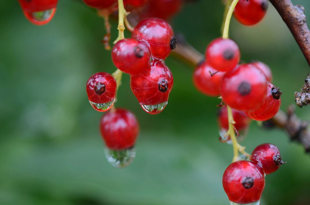 Closeup on red currant berries. Free public domain CC0 image. 