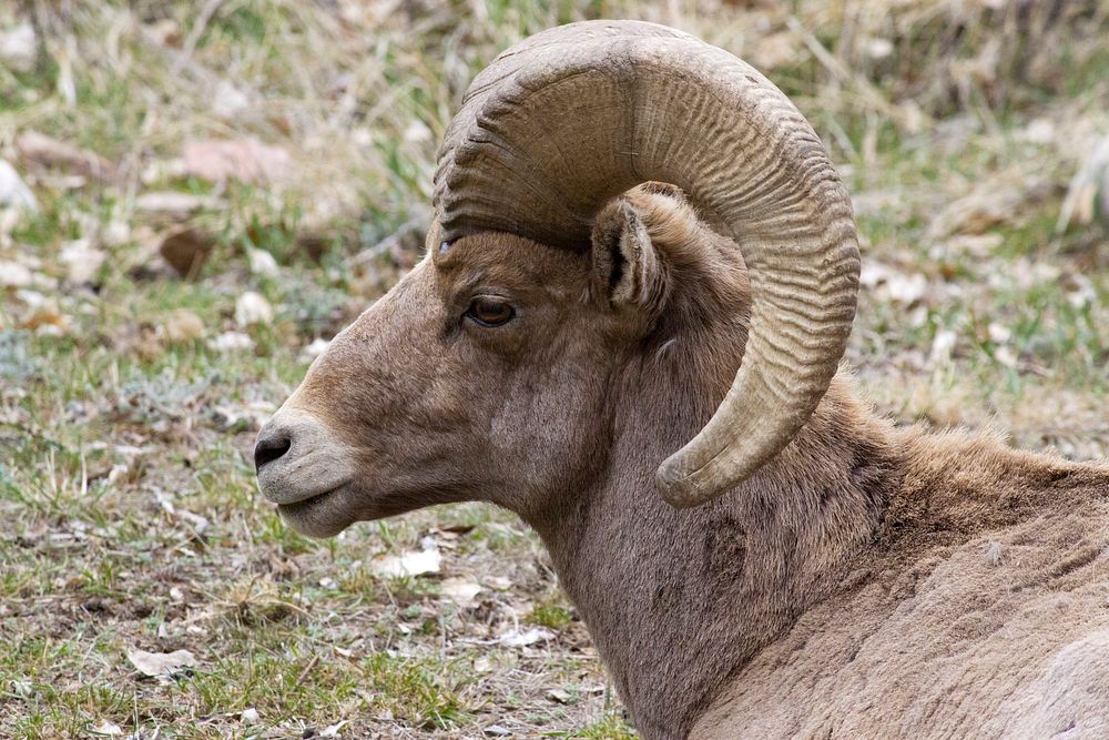 Big horn sheep. Free public domain CC0 photo.