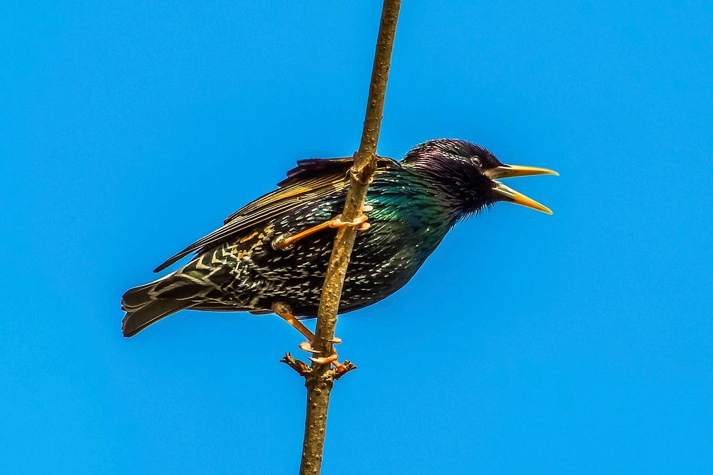 Common starling, bird photography. Free public domain CC0 image.