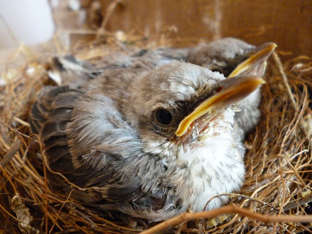 Baby birds in nest, bird photography. Free public domain CC0 image.