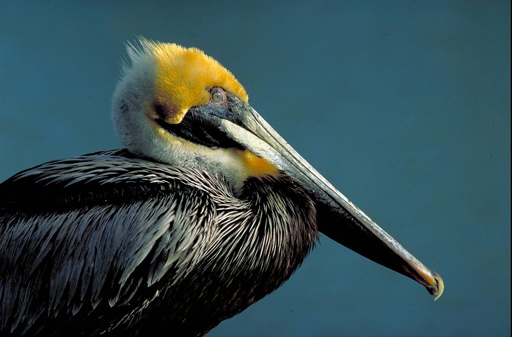 Pelican bird, animal photo. Free public domain CC0 image.