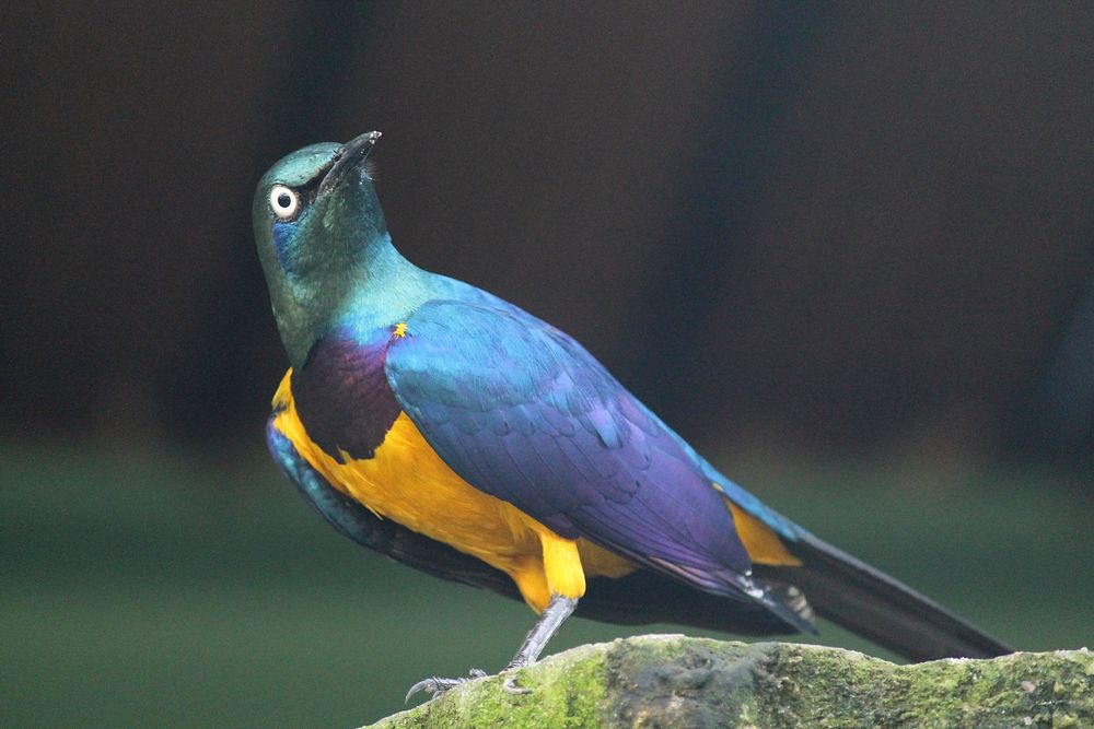 Golden breasted starling, bird photography. Free public domain CC0 image.