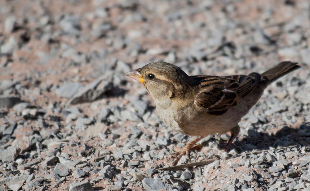 Sparrow bird close up. Free public domain CC0 image.