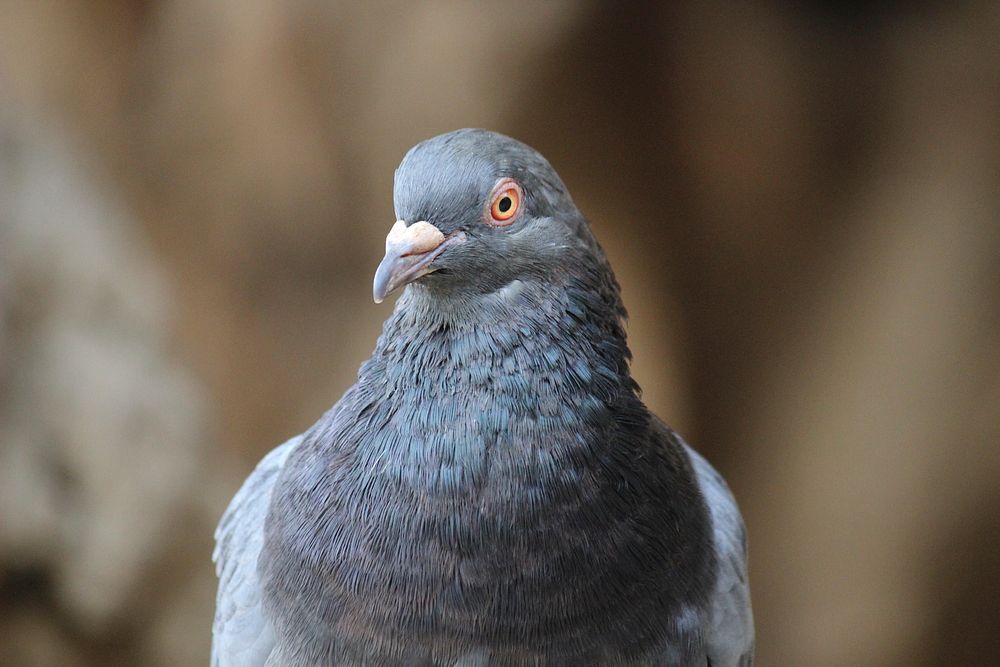 Pigeon bird, animal photo. Free public domain CC0 image.