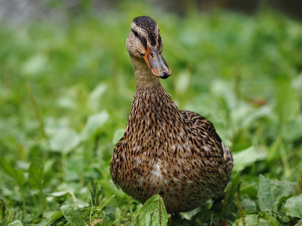 Mallard duck walking on grass. Free public domain CC0 image.