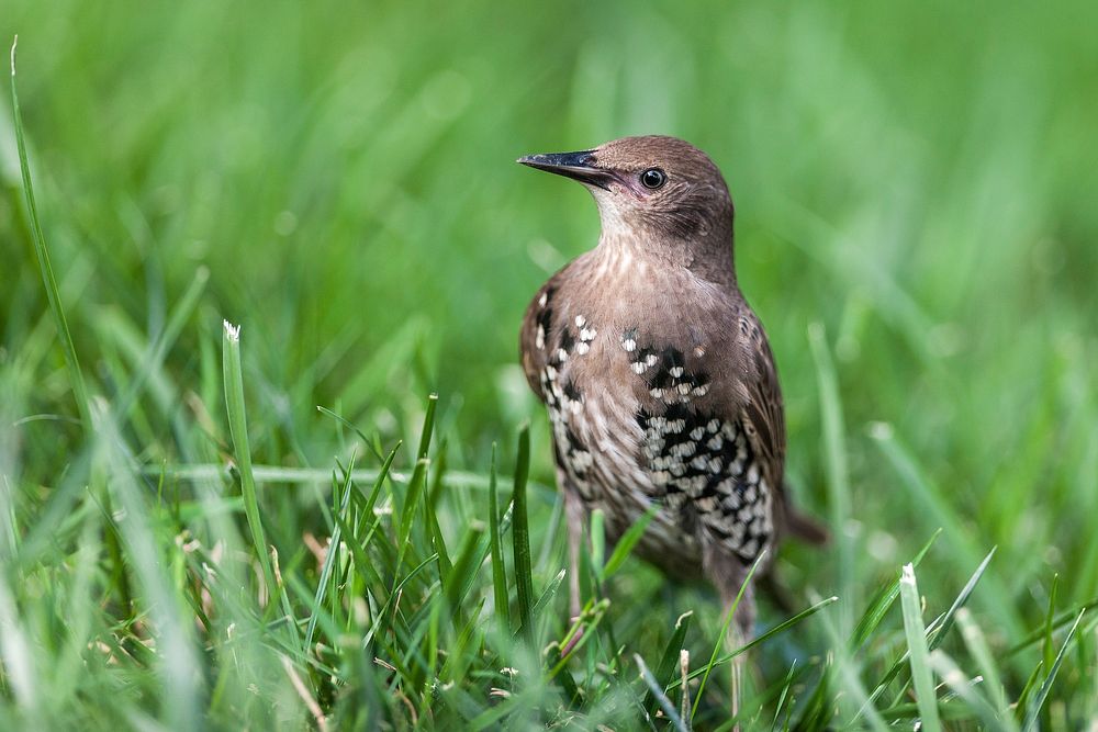 Common starling, bird photography. Free public domain CC0 image.