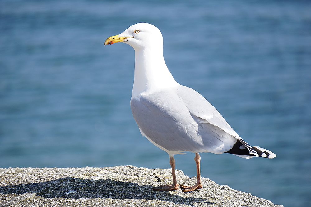 Seagull standing alone close up. Free public domain CC0 photo.
