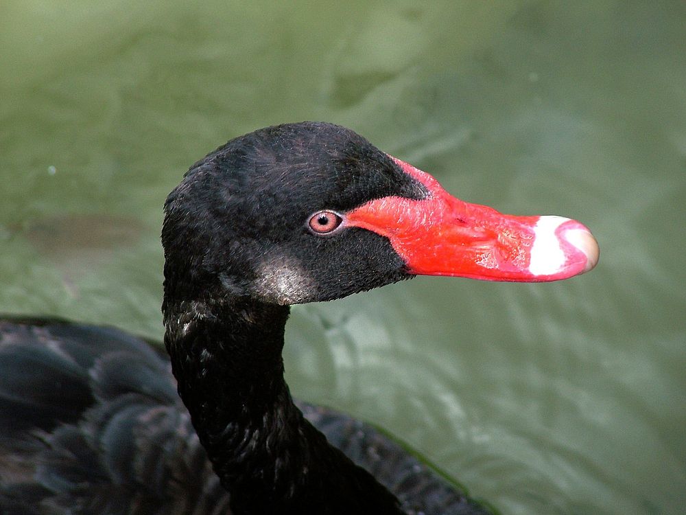 Black swan head close up. Free public domain CC0 photo.