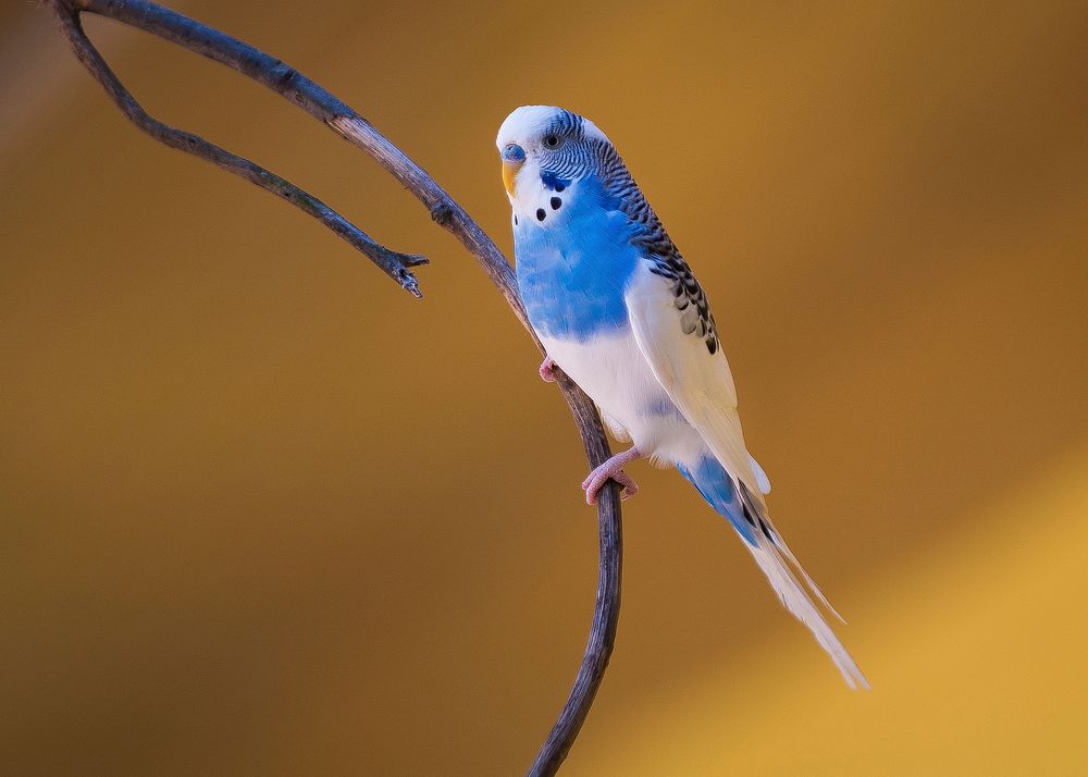 Blue parakeet bird photo. Free public domain CC0 image.