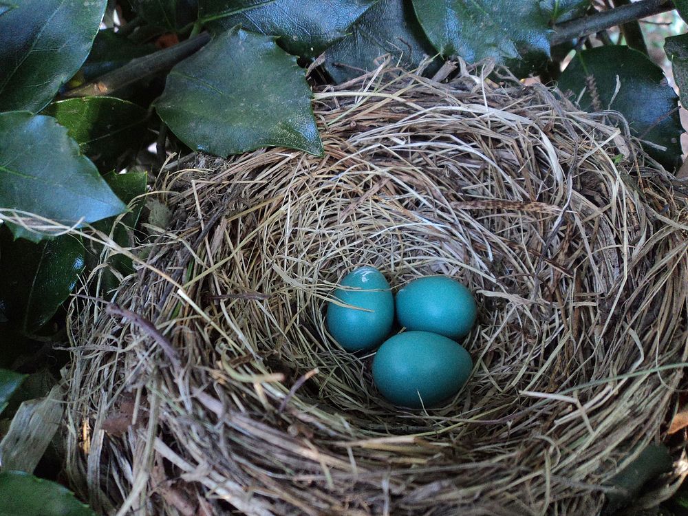Eggs in birds nest. Free public domain CC0 image.