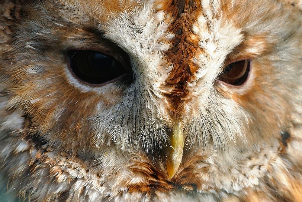 Tawny owl face close up. Free public domain CC0 image.