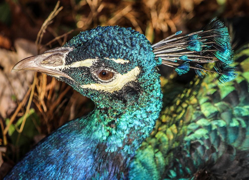 Beautiful peacock, bird photo. Free public domain CC0 image.