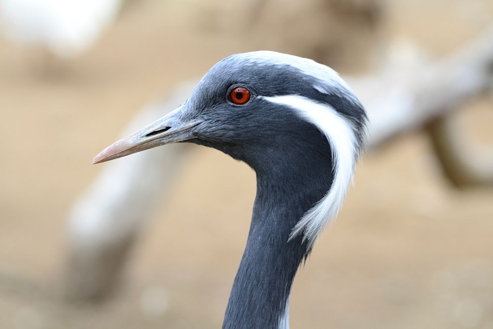 Demoiselle crane, bird photography. Free public domain CC0 image.