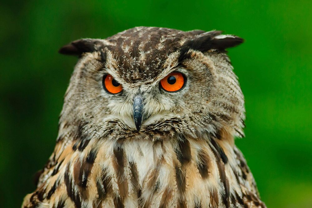 Eurasian eagle owl head closeup. Free public domain CC0 photo.