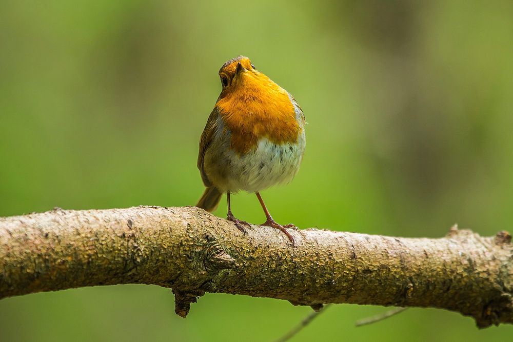 European robin, bird photography. Free public domain CC0 image.