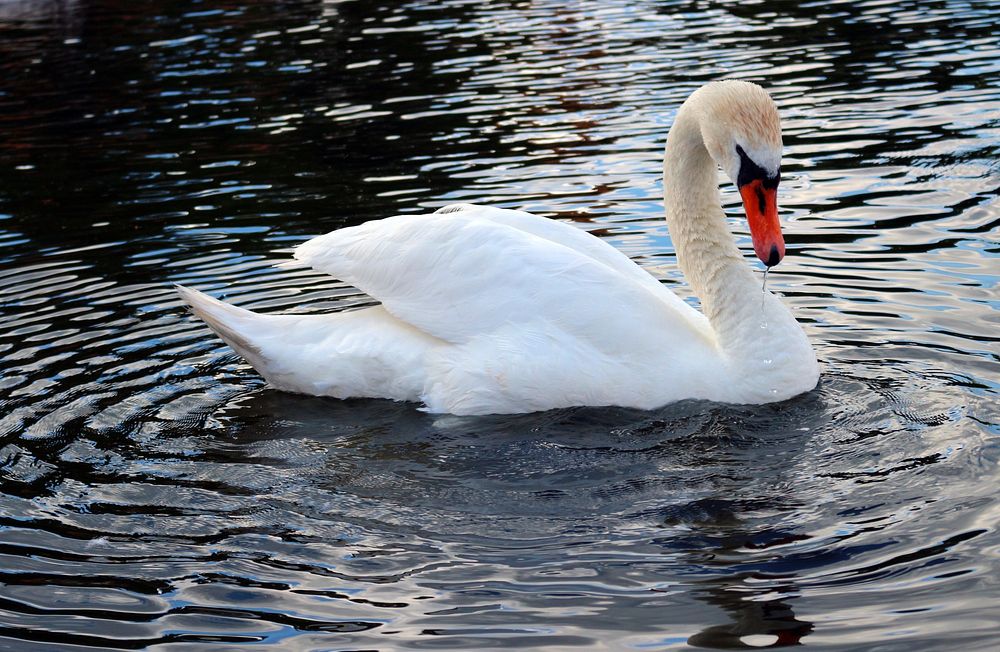 White swan swimming alone. Free public domain CC0 photo.