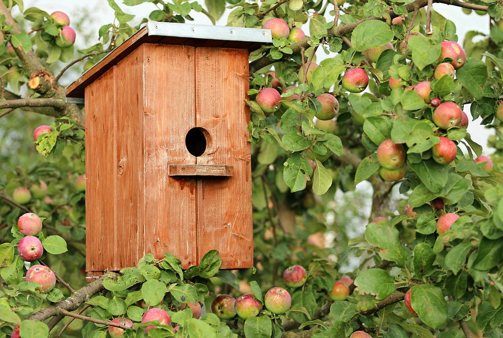 Apple tree with bird house. Free public domain CC0 photo.
