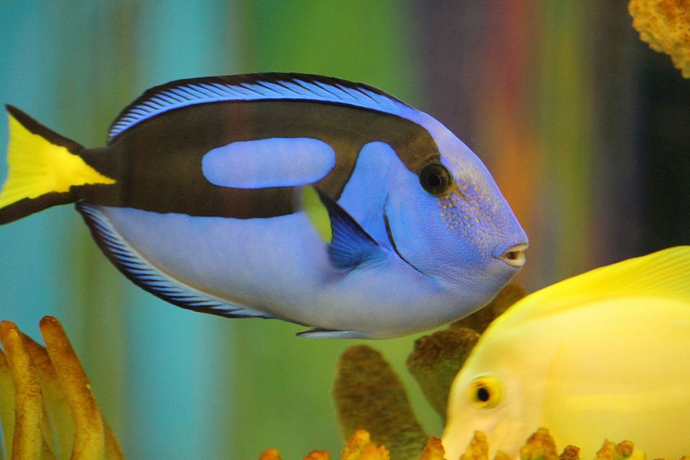 Blue tang fish close up. Free public domain CC0 image.