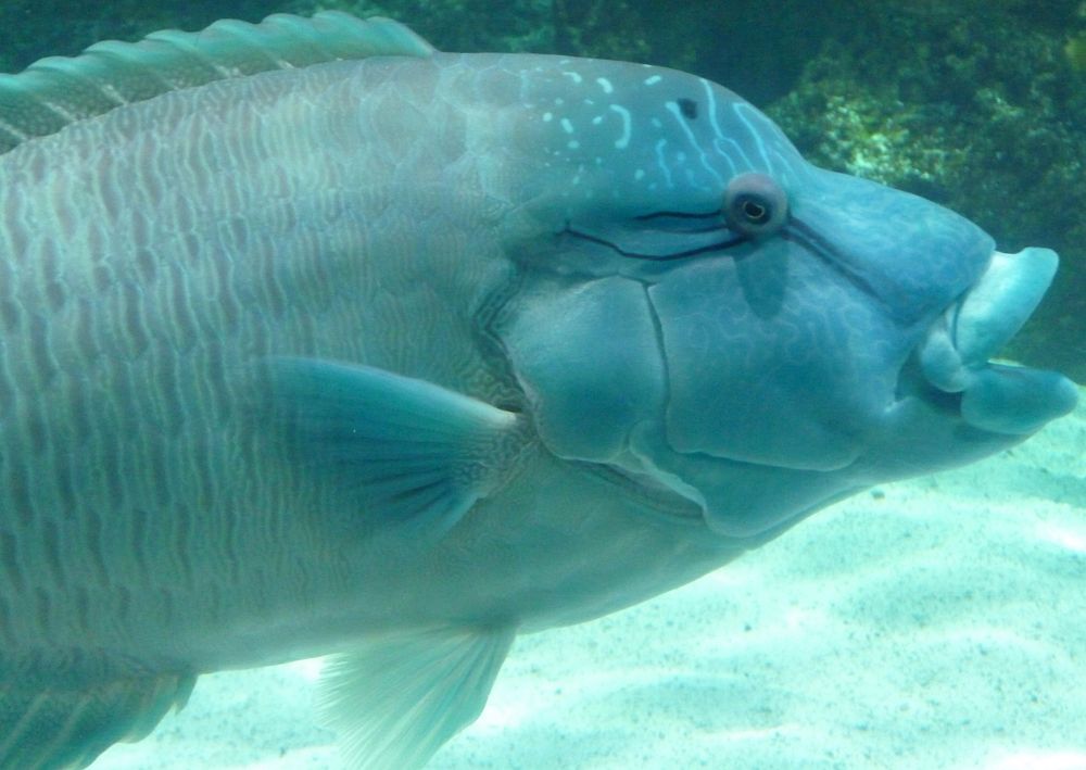 Humphead wrasse fish close up. | Free Photo - rawpixel