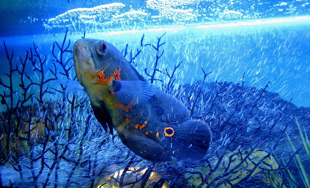 Oscar fish close up. Free public domain CC0 photo.
