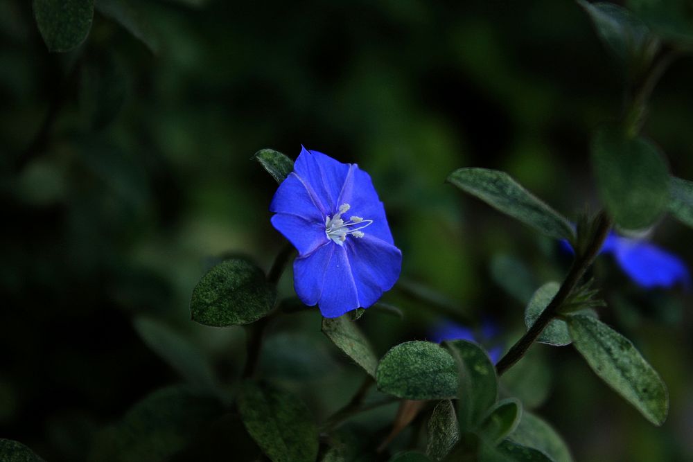 Blue flower. Free public domain CC0 photo.