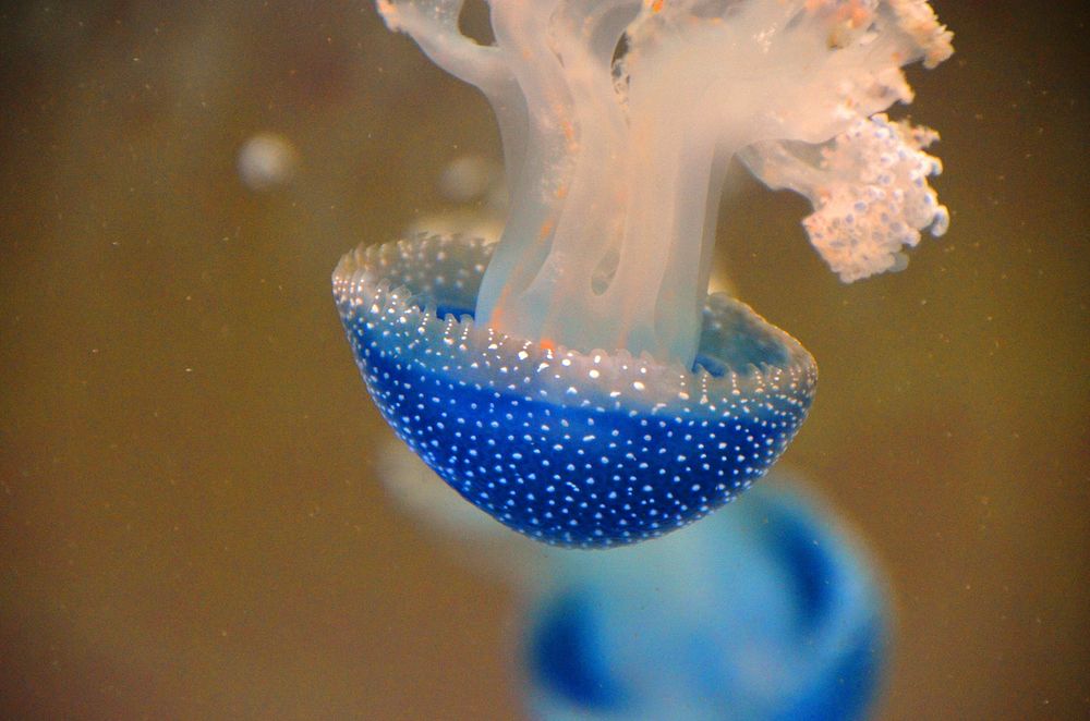 Bright blue floating jellyfishes. Free public domain CC0 image.