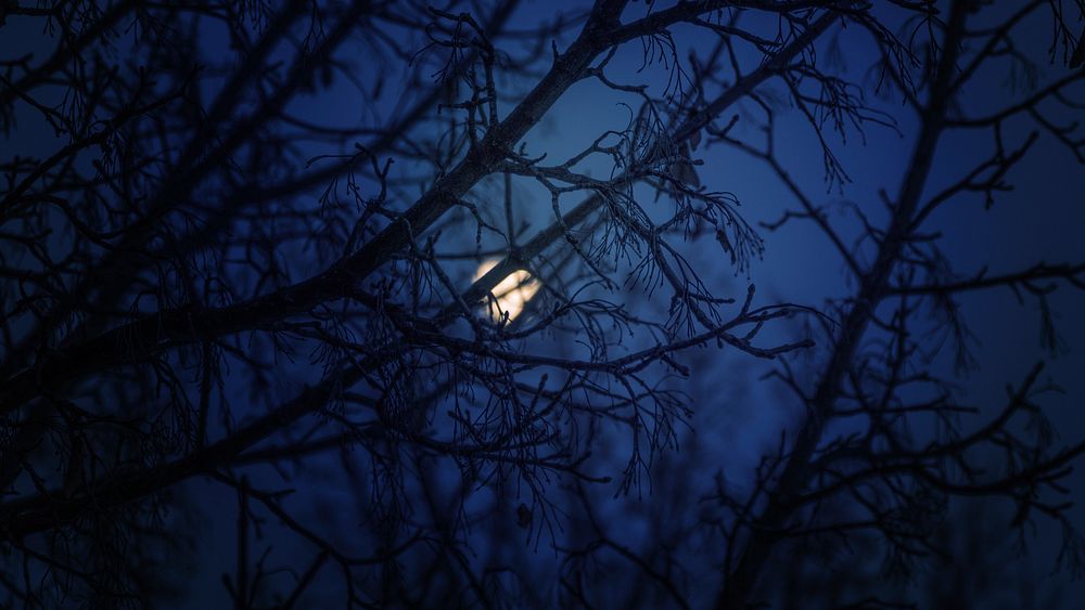 Moon view behind tree. Free public domain CC0 image.