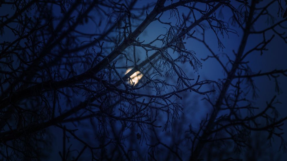 Full Moon Night Images  Free Photos, PNG Stickers, Wallpapers & Backgrounds  - rawpixel