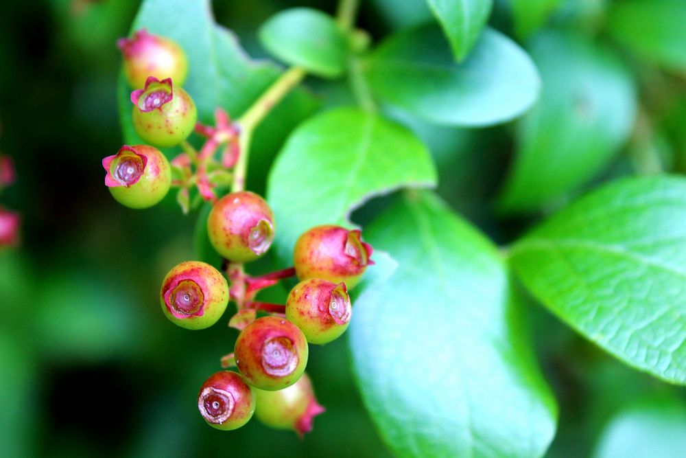 Closeup on growing berries. Free public domain CC0 image.