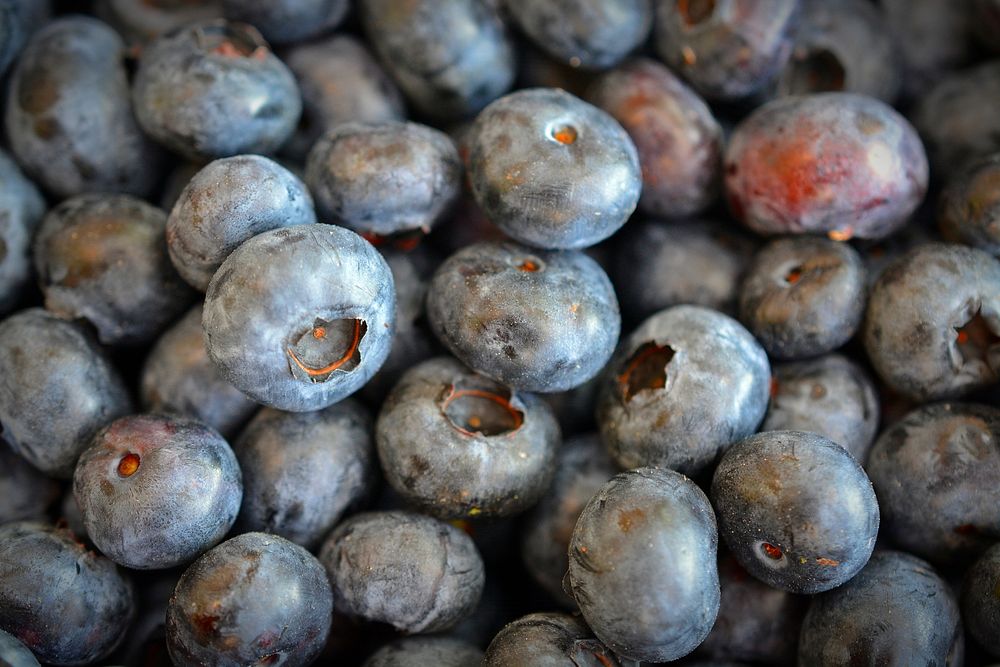 Closeup on pile of fresh blueberries. Free public domain CC0 image. 